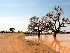 Trees of Africa